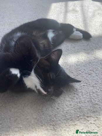 Mixed Breed cats - Advert 14