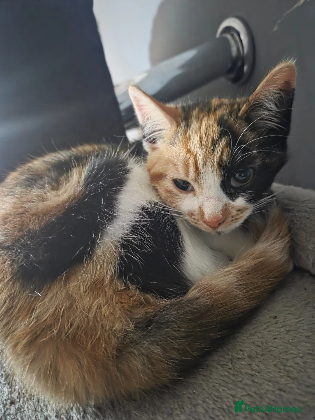 Mixed Breed cats for sale: 3 Kittens for Sale - 1 Female 2 Males  in Saint Helens - Advert 10