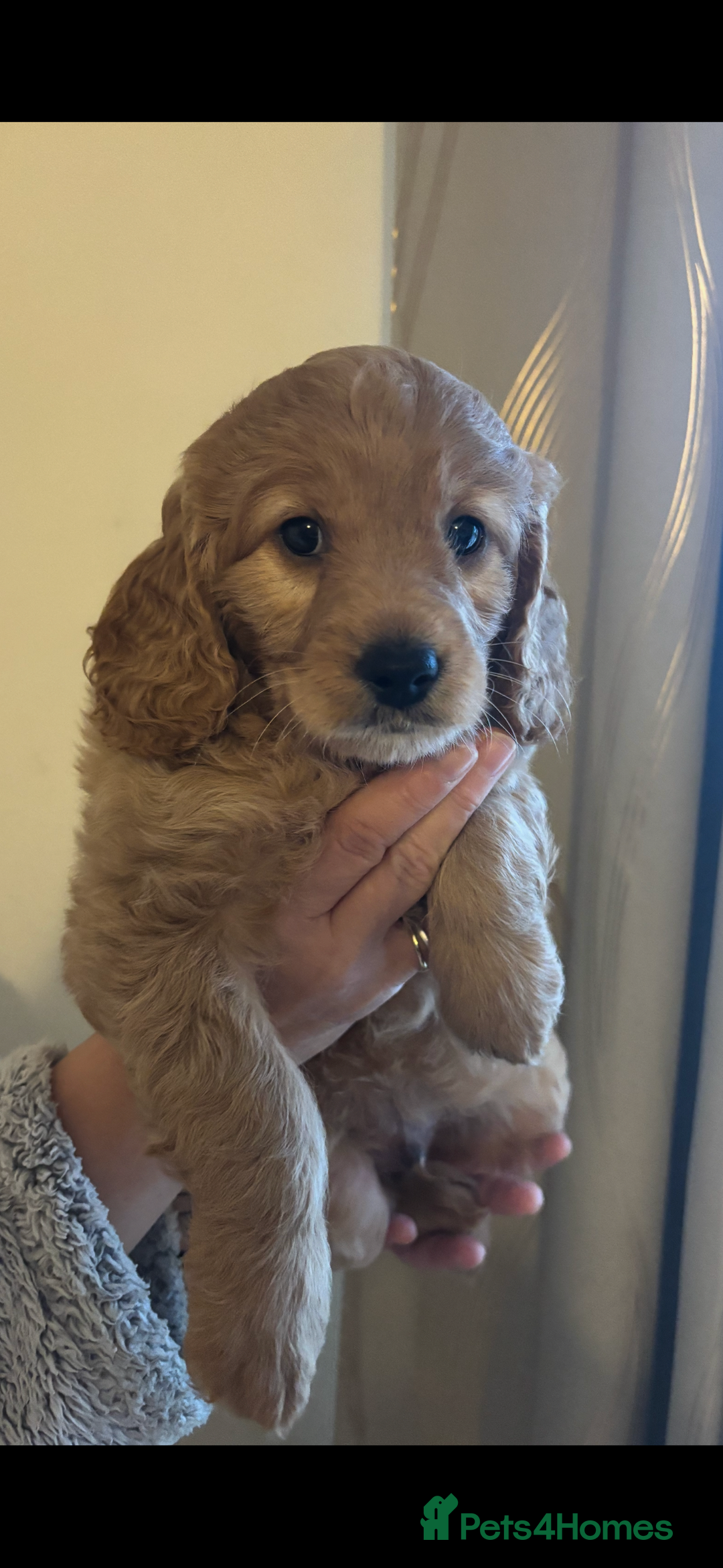 Cockapoo dogs for sale: Last cockapoo boy looking for his forever home ❤️ - Advert 2