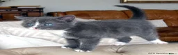 Mixed Breed cats for sale: Gorgeous Rag Doll/Maine Coon/Russian Blue X - Advert 14