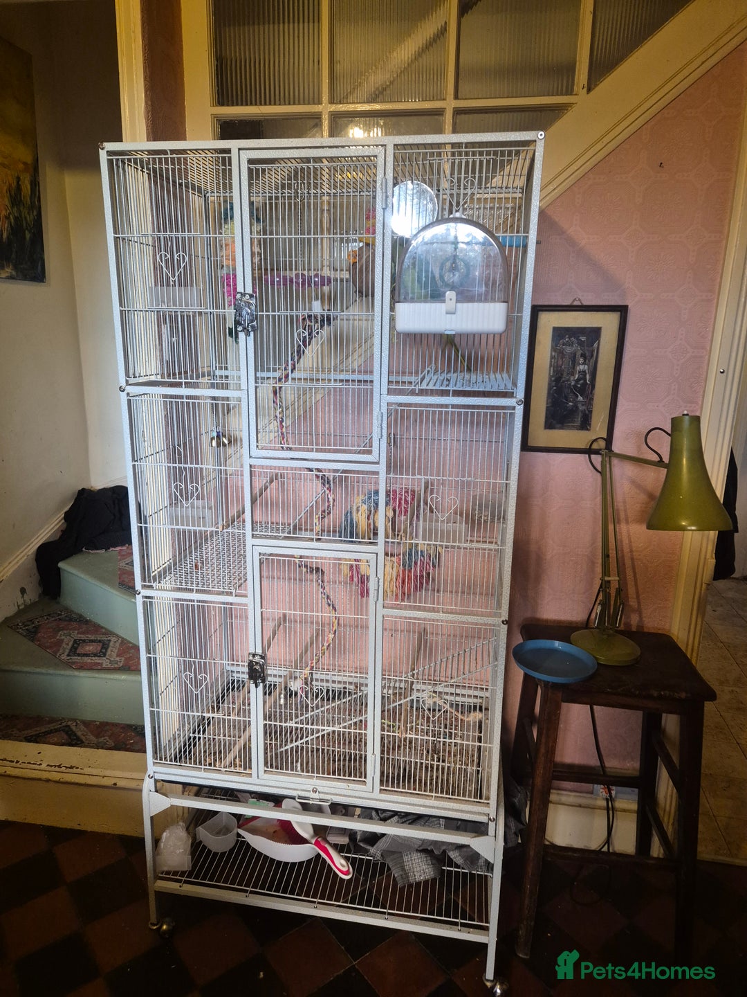 Parakeets birds for sale: Female Indian ringneck parakeet  - Image 3