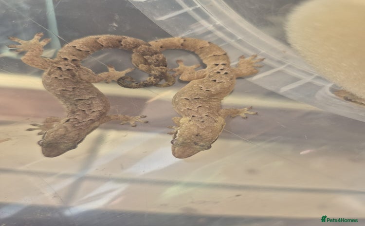 Gecko reptiles Mourning gecko adults - Advert 2