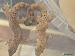 Gecko reptiles Mourning gecko adults - Advert 2
