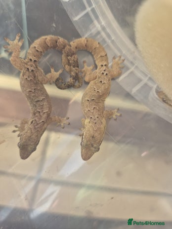Gecko reptiles Mourning gecko adults - Advert 1