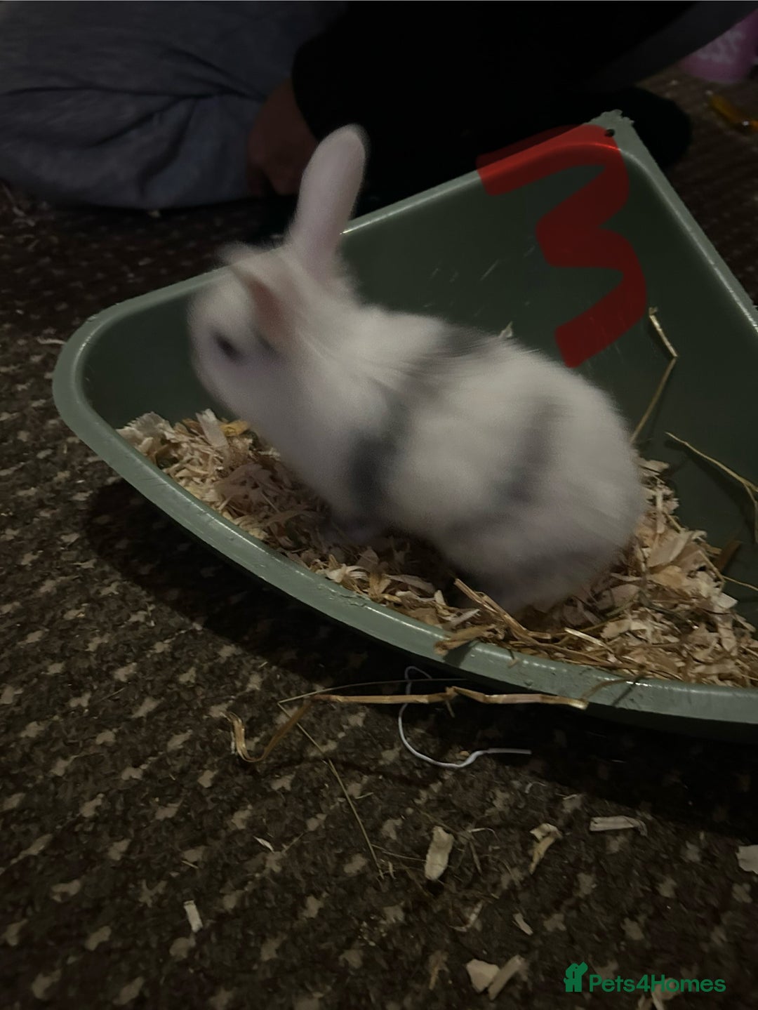 Mixed Breed rabbits for sale: Bunnies for sale  - Advert 8