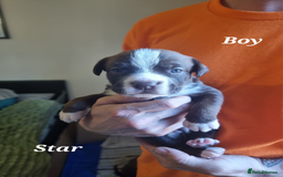 Mixed Breed dogs for sale: Stacksides litter - Image 5