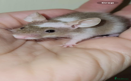 Mouse rodents for sale: Range of different female and male mice  - Image 5