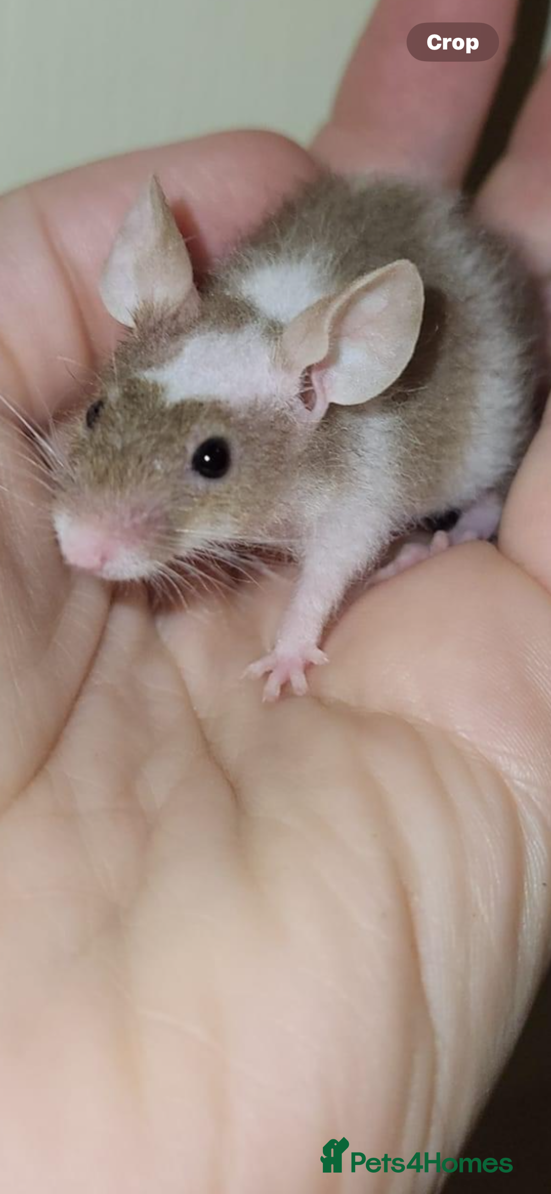 Mouse rodents for sale: Range of different female and male mice  - Image 5