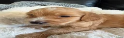 Mixed Breed dogs for sale: Beautiful Cockapoo puppies  - Advert 6