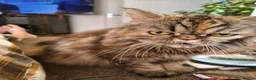 Persian cats for sale: Persian x maincoon x - Advert 2