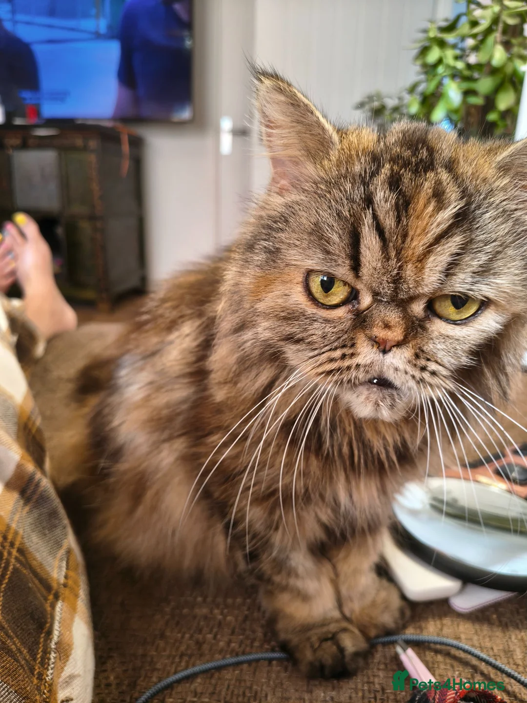 Persian cats for sale: Persian x maincoon x - Advert 2