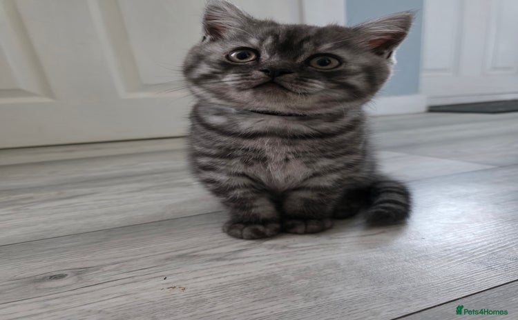 Scottish Fold cats - Advert 7