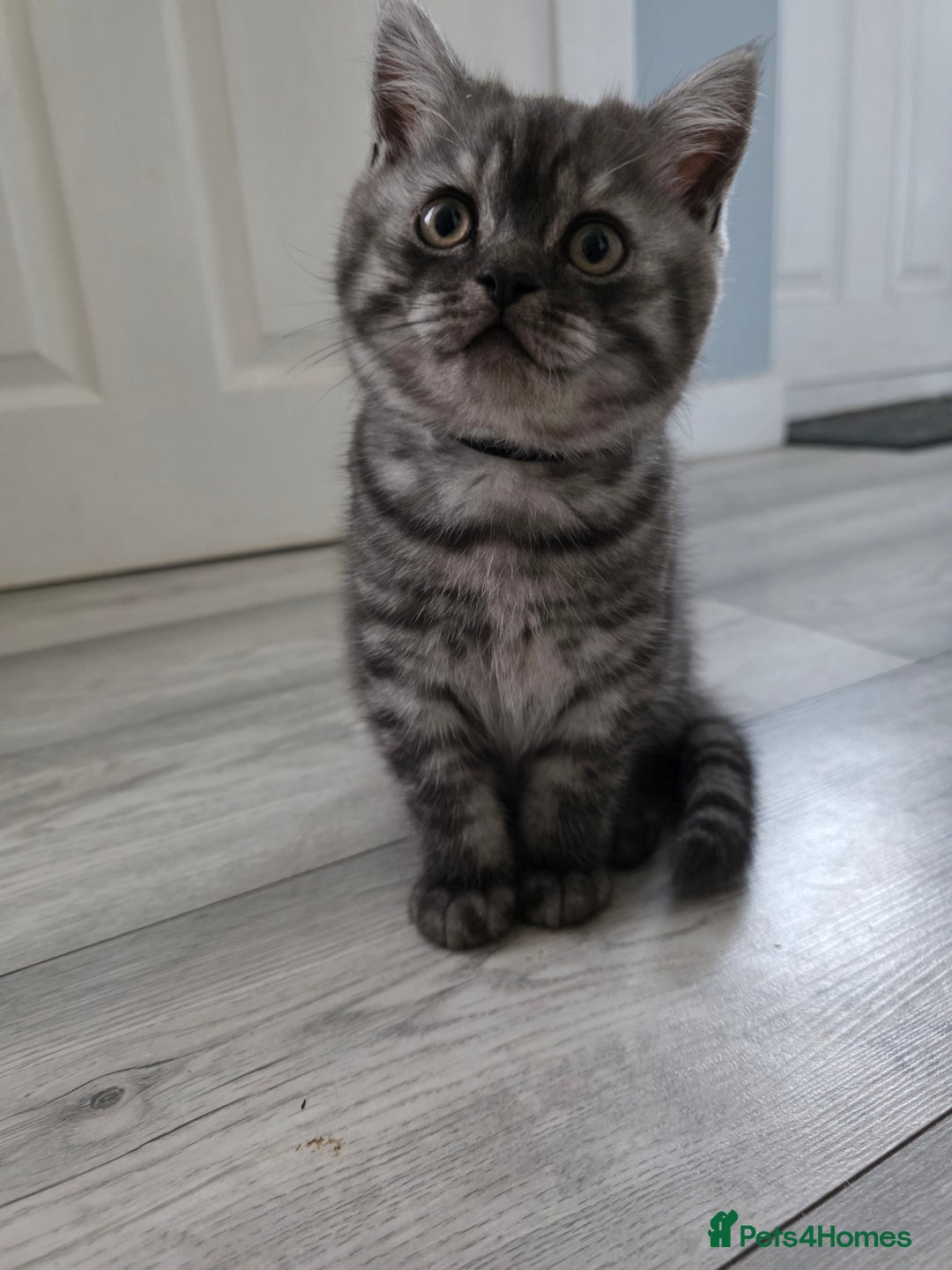Scottish Fold cats for sale: Scottish straight ears kittens,READY NOW! - Image 1