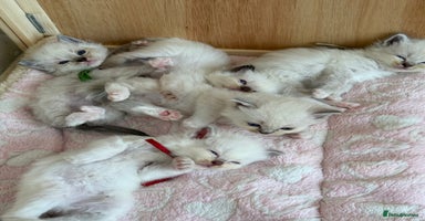 Ragdoll cats - Advert 1