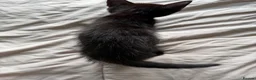 Mixed Breed cats for sale: Black and white male kittens  - Advert 3