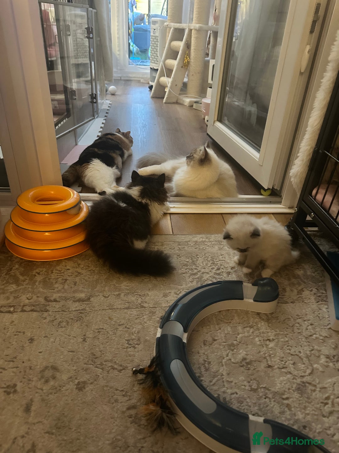 British Longhair cats for sale: Champion line PEDIGREE BLH/BSH kittens 🩵🩷💙 - Image 13