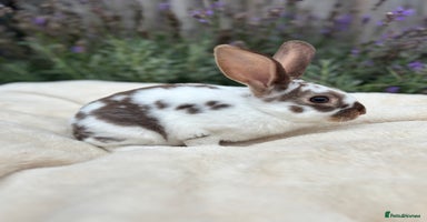 Rex rabbits - Advert 9