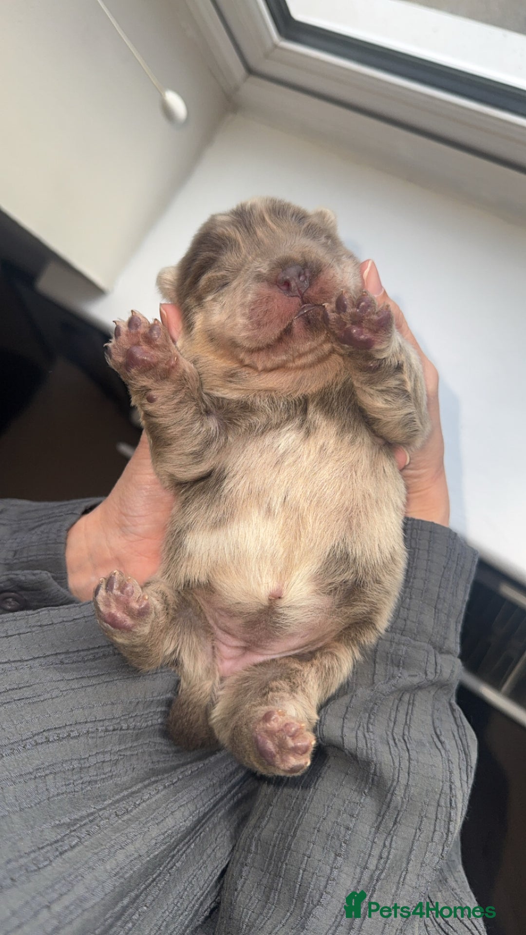 Chow Chow dogs for sale: Lilac Merle and lilac chow chow puppies for sale  - Image 2