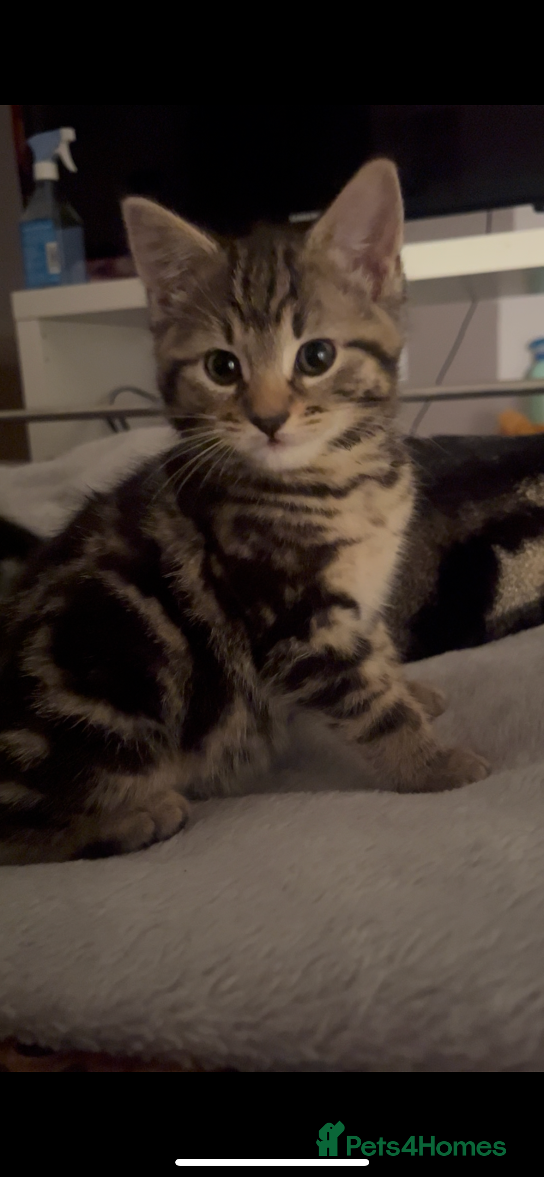 Mixed Breed cats for sale: Kittens for sale  - Advert 2