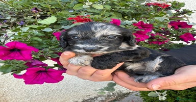 Cockapoo dogs - Advert 4