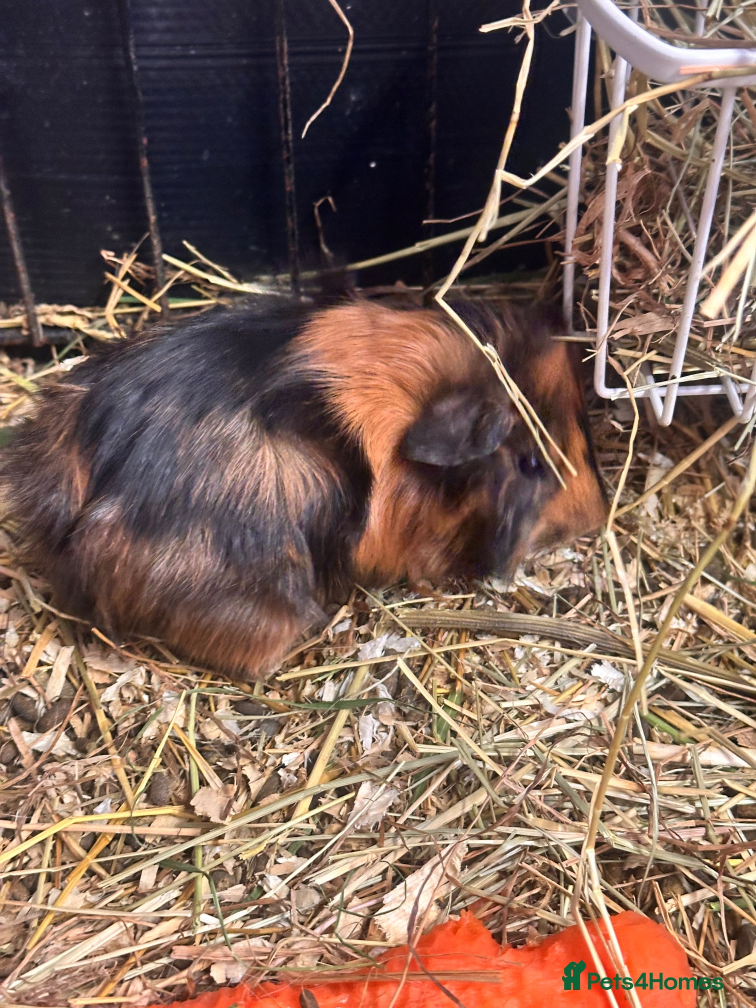 Guinea Pig rodents Gorgeous baby Guineapigs  - Advert 1