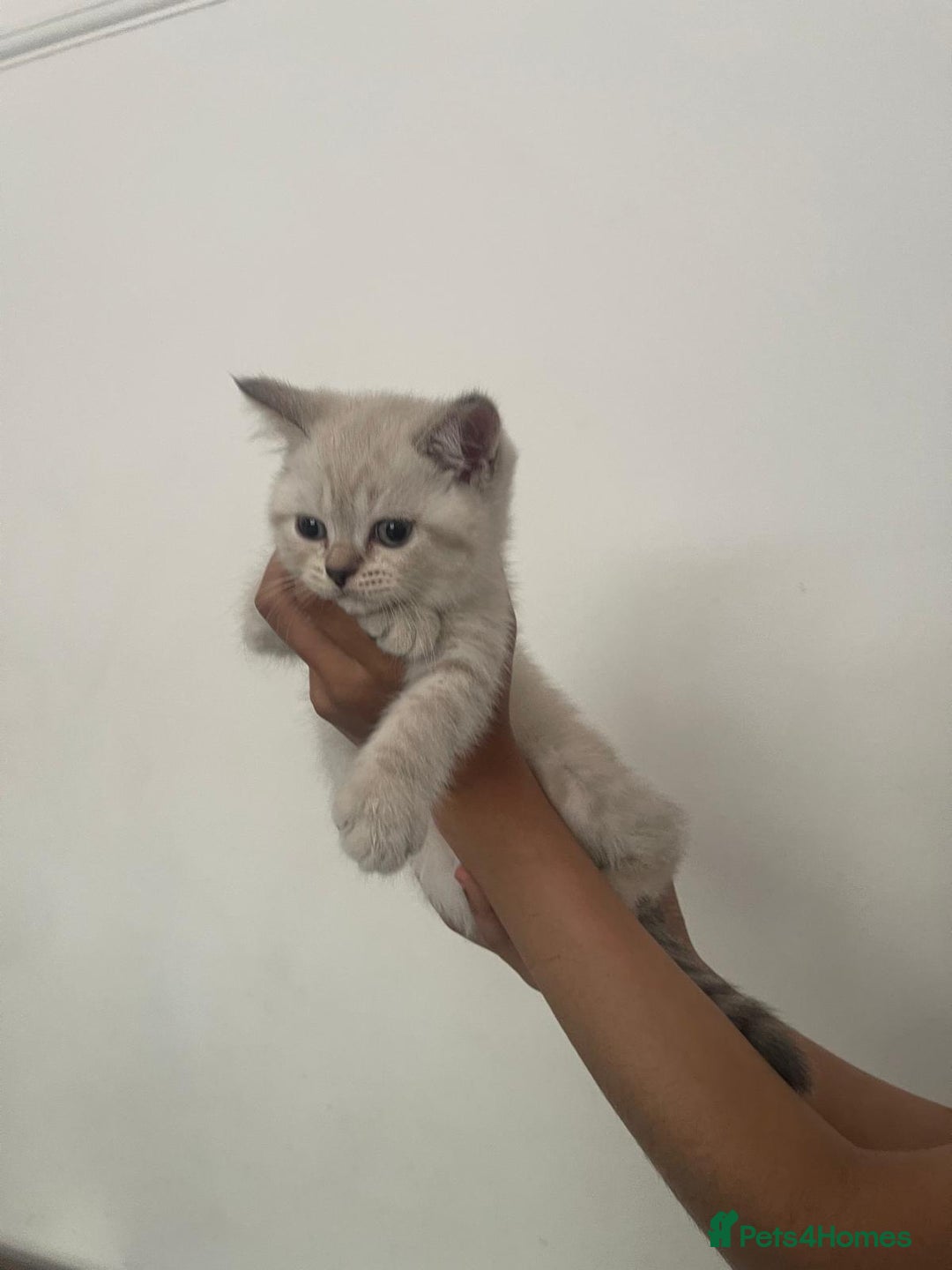 British Shorthair cats for sale: British Shorthair Colourpoint Kittens LAST GIRL - Image 10