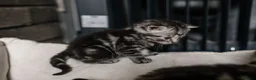 British Shorthair cats for sale: Gorgeous British shorthair tabby litter - Advert 17