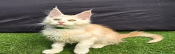 Maine Coon cats for sale: Last Boy Ready now Tica MaineCoon  - Advert 1