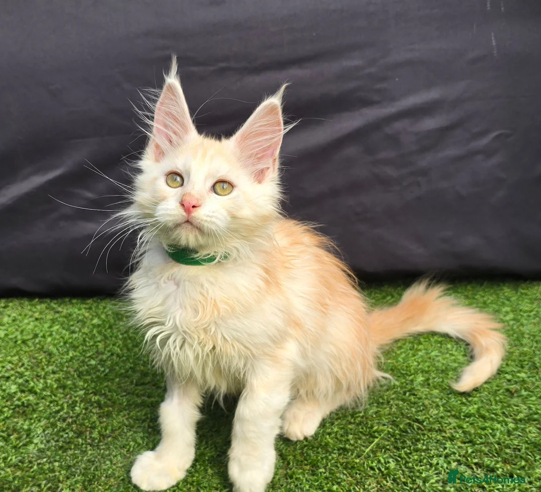 Maine Coon cats for sale: Last Boy Ready now Tica MaineCoon  - Advert 1