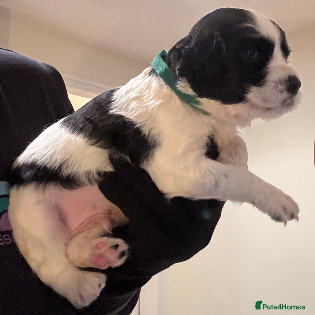 Mixed Breed dogs for sale: Cocker-Jack xCavalier King Charles Spaniel Puppies - Advert 28