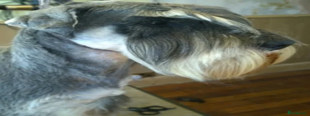 balu