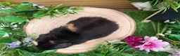 Guinea Pig rodents for sale: 5 baby male teddy guineapigs AVAILABLE  - Advert 12