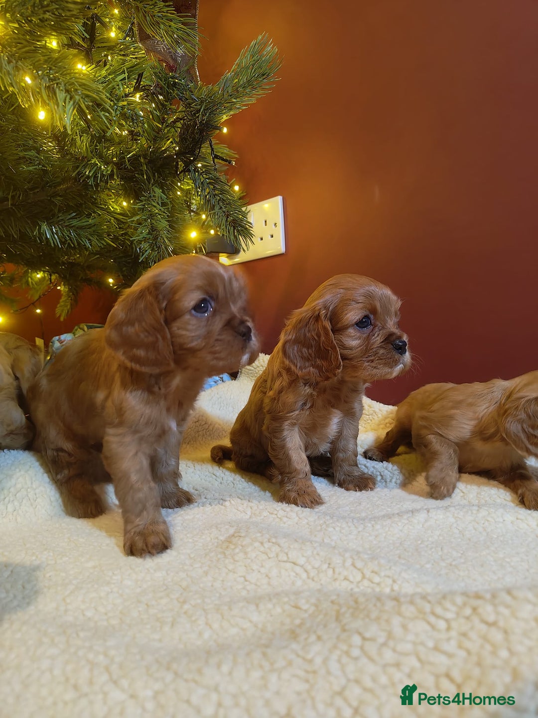 Cavalier King Charles Spaniel dogs for sale: Stunning DNA Clear Cavaliers - Advert 6