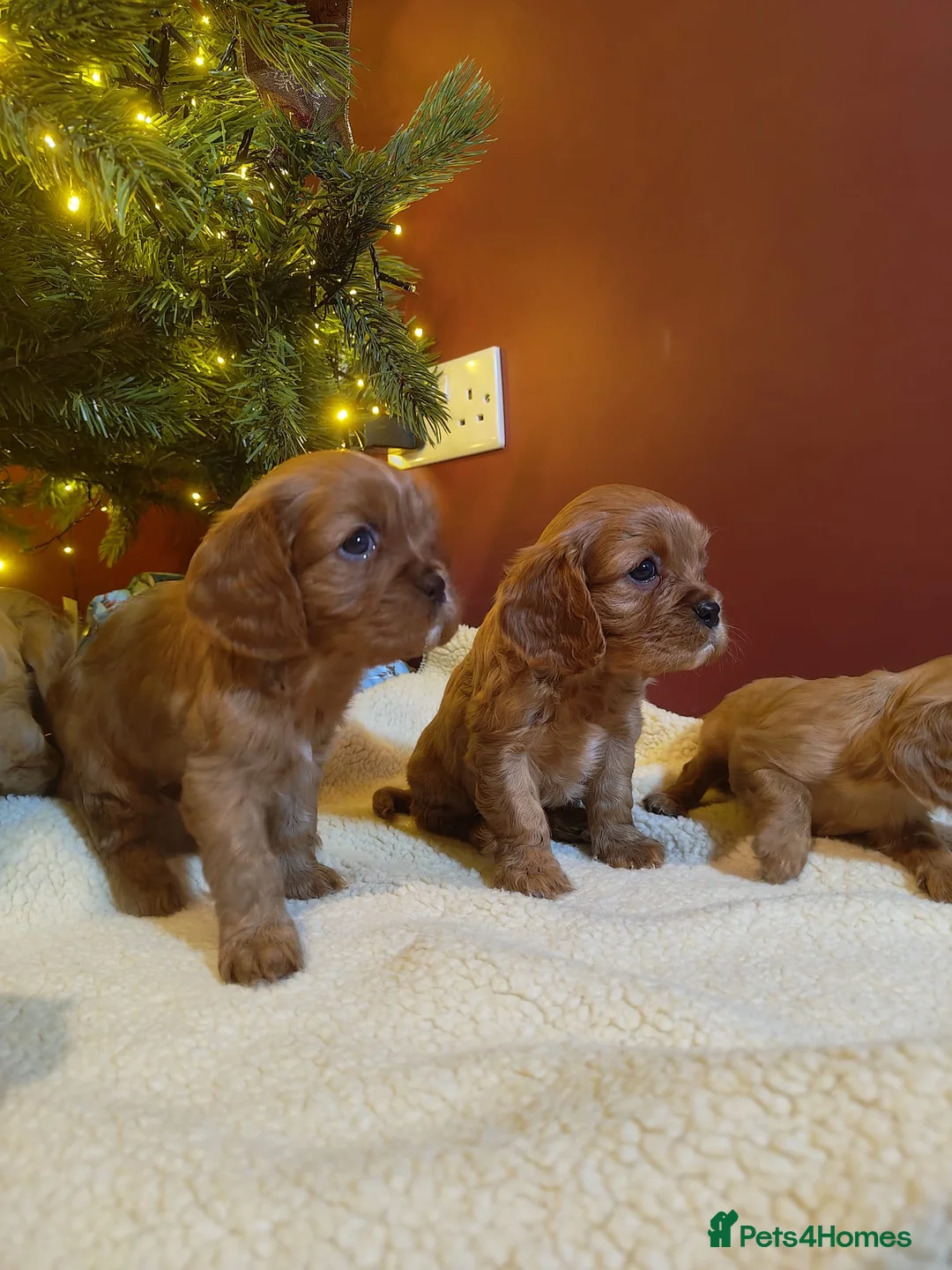Cavalier King Charles Spaniel dogs for sale: Ready to Leave DNA Clear Cavaliers - Advert 6