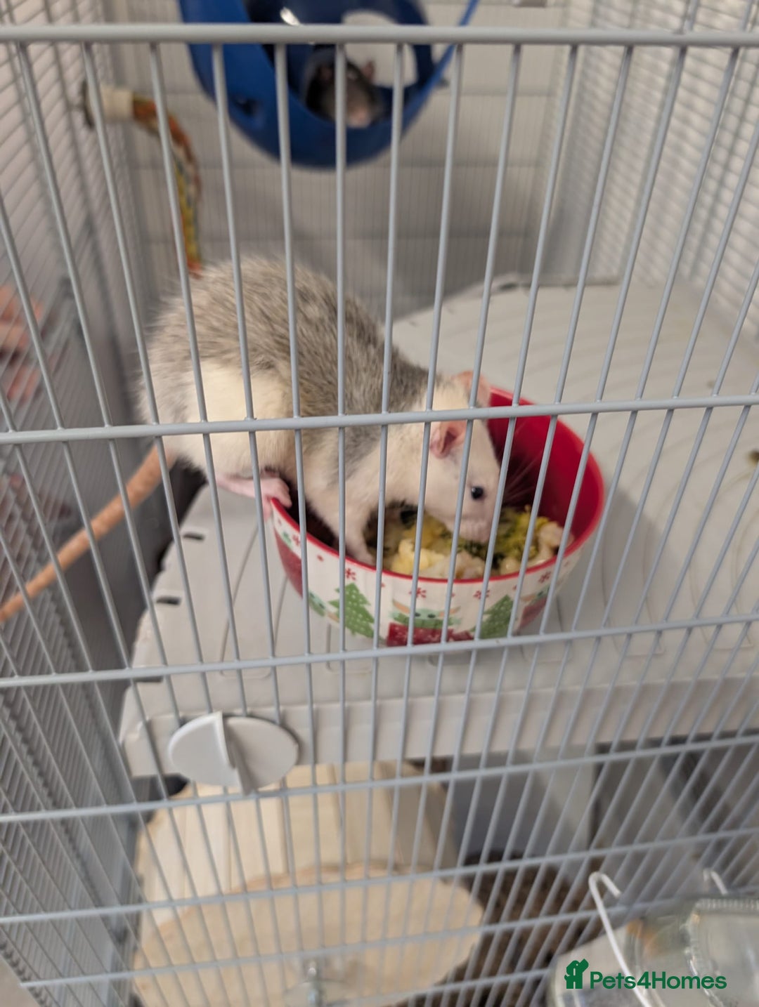 Rat rodents for sale: 2 female rats - Advert 2