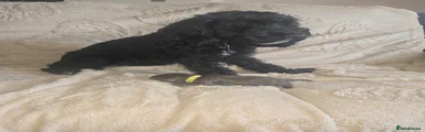 Male Cockapoo