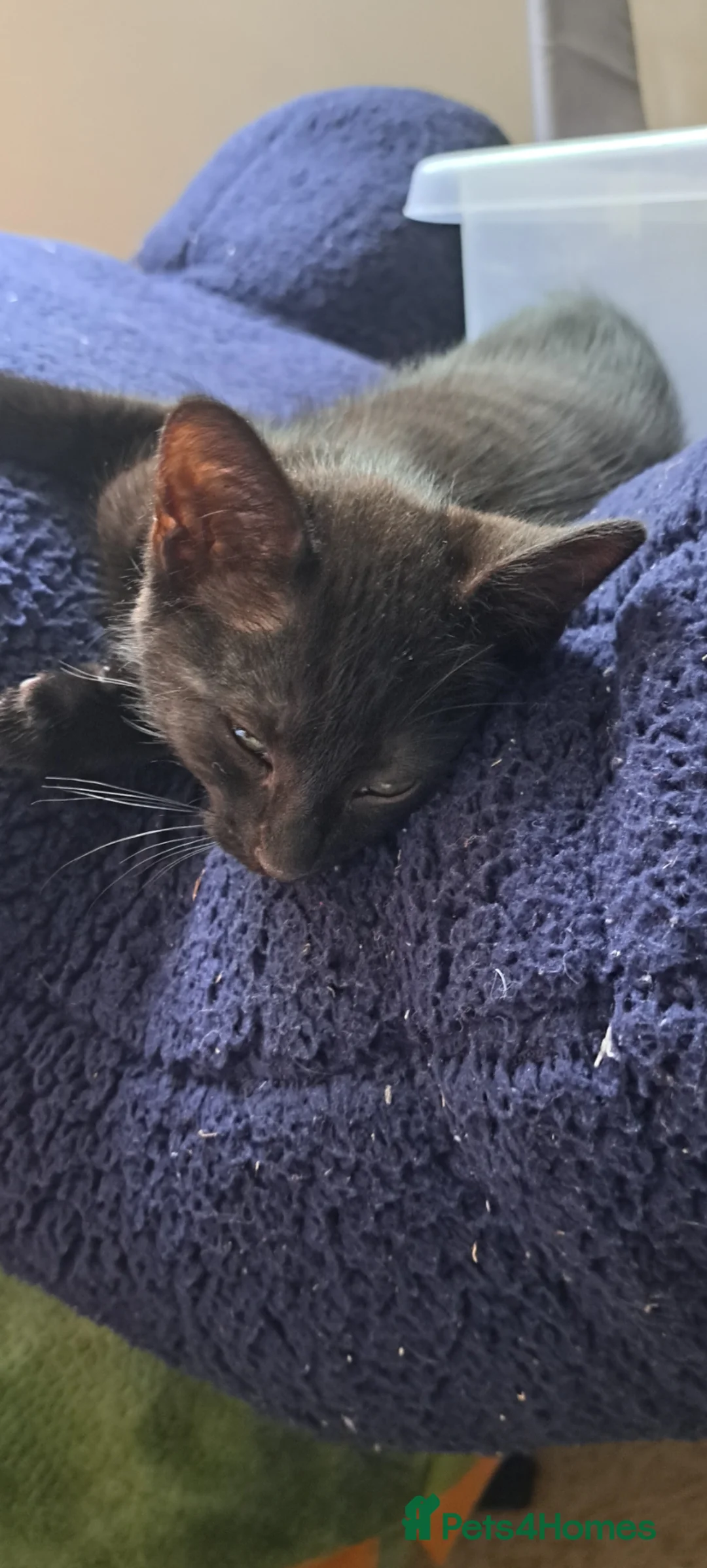 Mixed Breed cats for sale: One beautiful kitten left - Advert 2