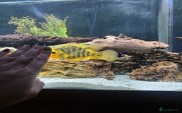 Cichlids fish for sale: Breeding Pair of Large Cichlids - Proven & Active - Advert 3
