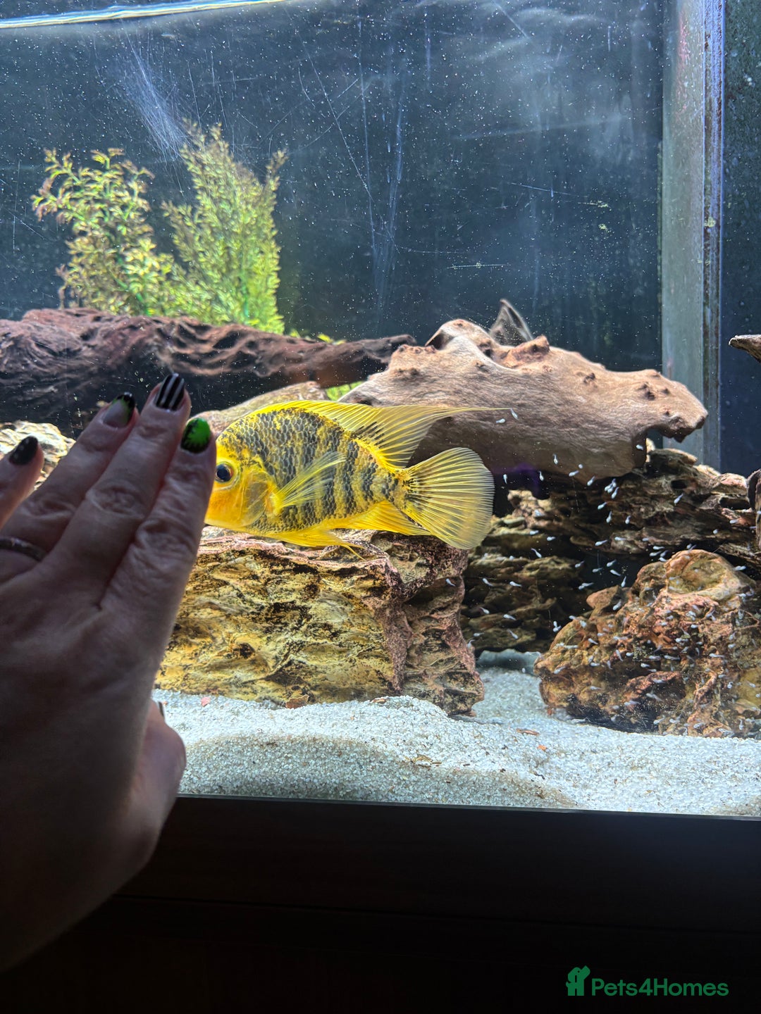Cichlids fish for sale: Breeding Pair of Large Cichlids - Proven & Active - Advert 3