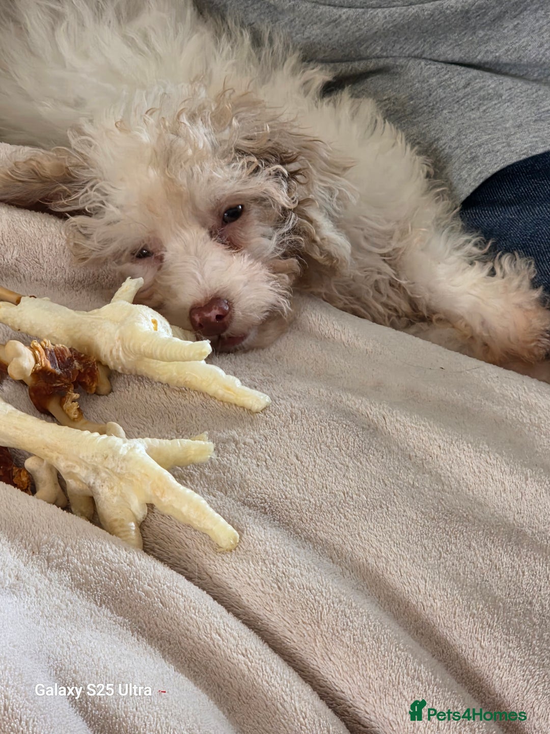Toy Poodle dogs for sale: White Parti toy poodle o - Image 4