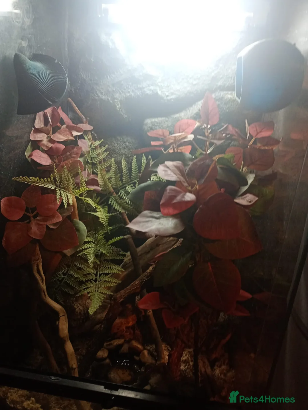 Frog reptiles for sale: Whites tree frogs in Grimsby - Advert 8