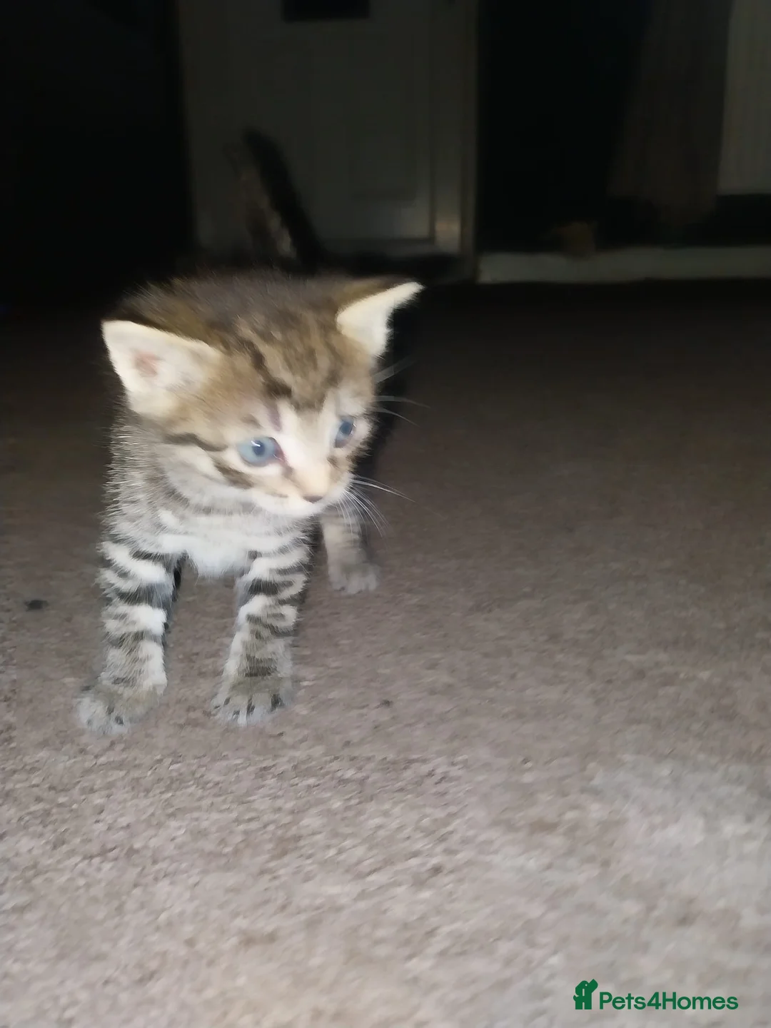 Mixed Breed cats for sale: Kittens for sale  in Maesteg - Advert 9