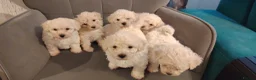 Poochon dogs for sale: Miniature poochon  - Advert 5