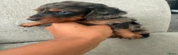 Miniature Dachshund dogs for sale: Stunning Miniature Dachshunds  - Advert 18