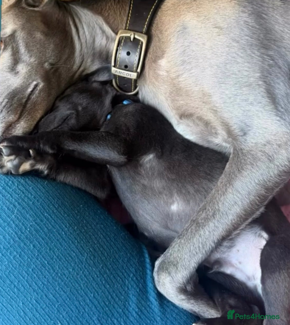 Whippet dogs for sale: Exceptionally well bred KC whippets - Advert 1