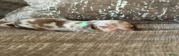 Miniature Dachshund dogs for sale: Two beautiful miniature dachshund marble puppies  - Advert 4