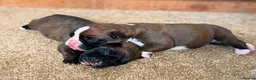 Boxer dogs for sale: Gorgeous Boxer Babies  - Advert 16