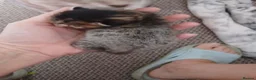 Mixed Breed cats for sale: Bengal cross kittens in Bellshill - Advert 18