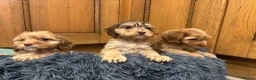 Cockapoo dogs for sale: Cockapoo Puppies – Boys and Girls Available - Advert 9