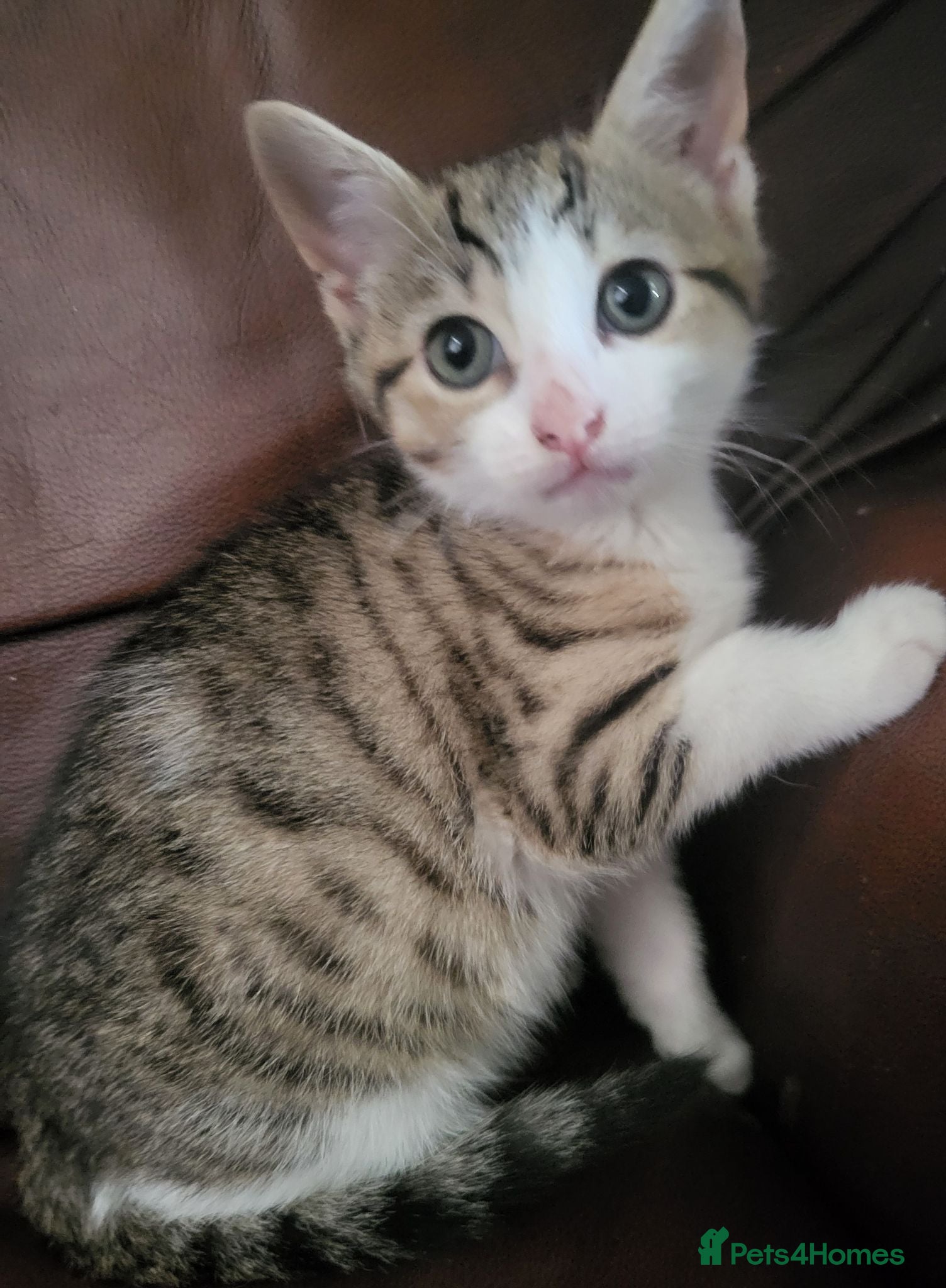 Mixed Breed cats 1 left! Ready now! Gorgeous bengal cross kittens. - Advert 3